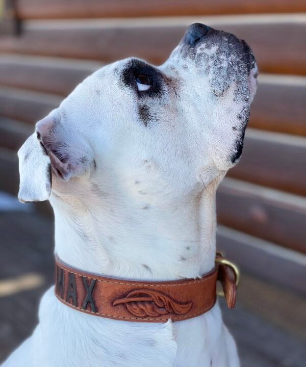 Dog Collar by Custom Order